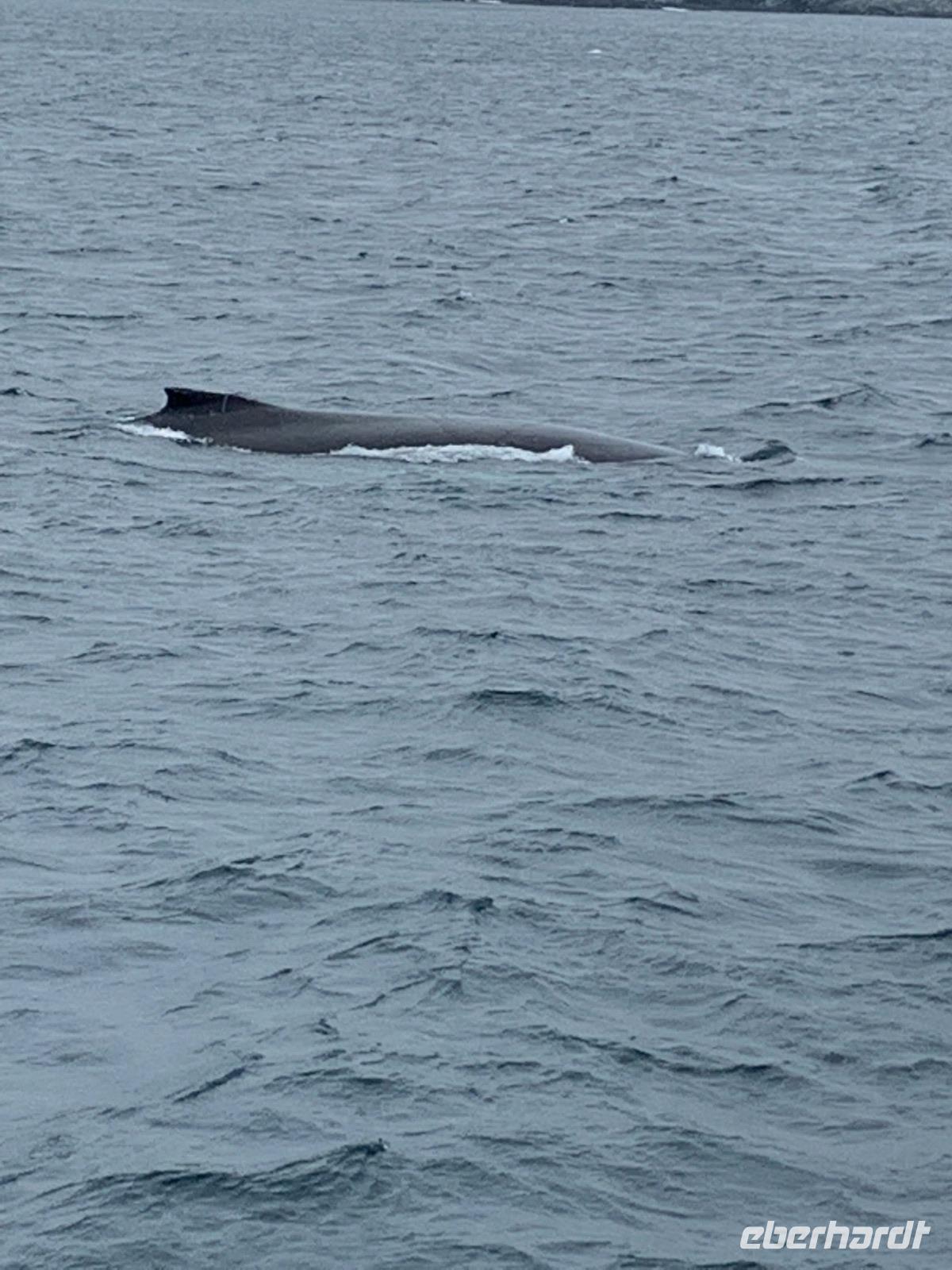 Whalewatching