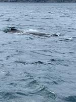 Whalewatching