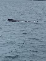 Whalewatching