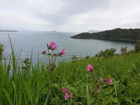 Fishguard in Wales (8)