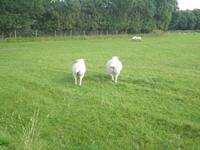 Strata Florida Abtei