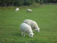 Strata Florida Abtei
