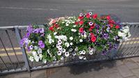 Blumen in Chester
