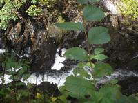 Swallow-Wasserfälle im Herzen von Snowdonia