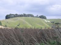 White horse country