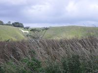 White horse country