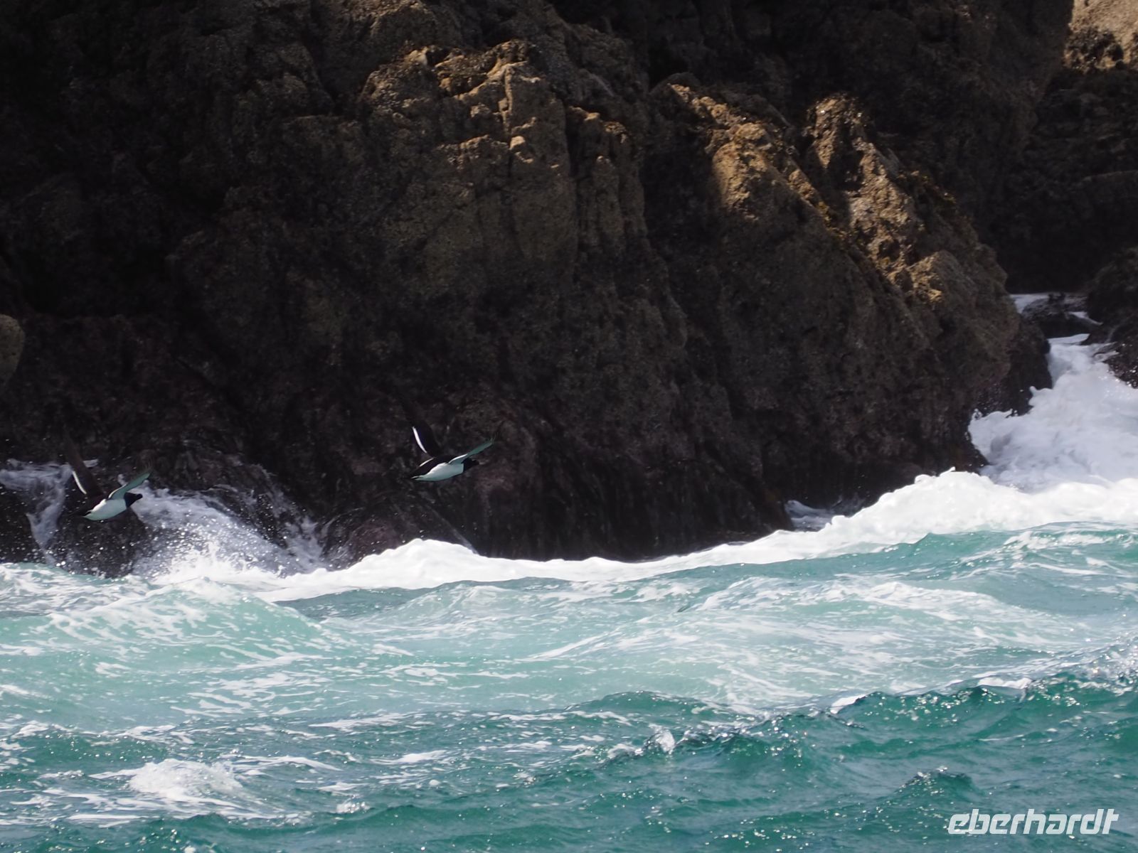 Skomer Island: Tordalken