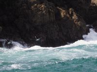 Skomer Island: Tordalken