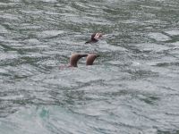 Skomer Island: Papageientaucher und Trottellummen