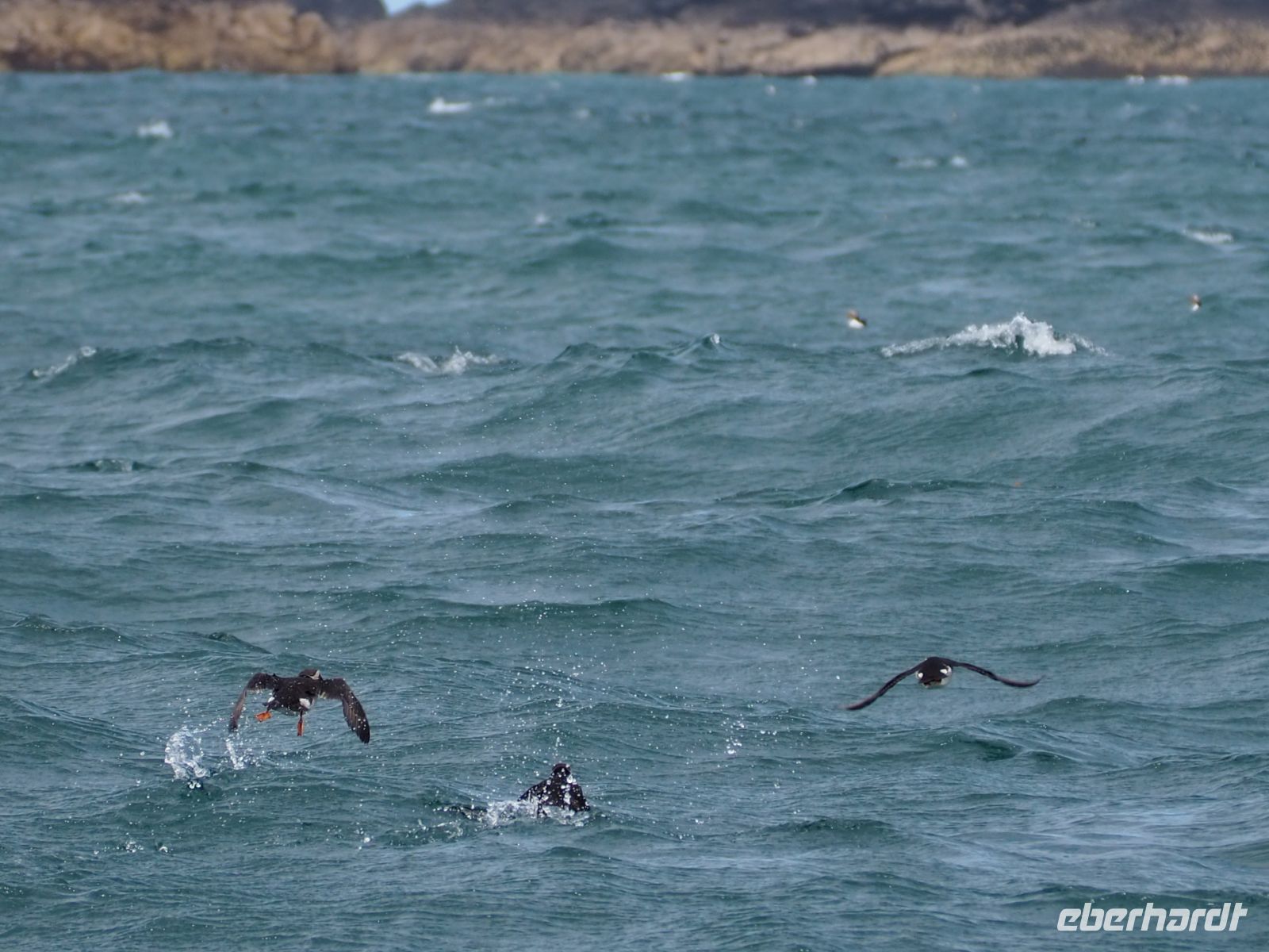 Skomer Island: Papageientaucher