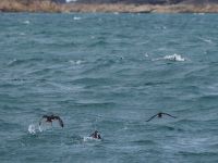 Skomer Island: Papageientaucher