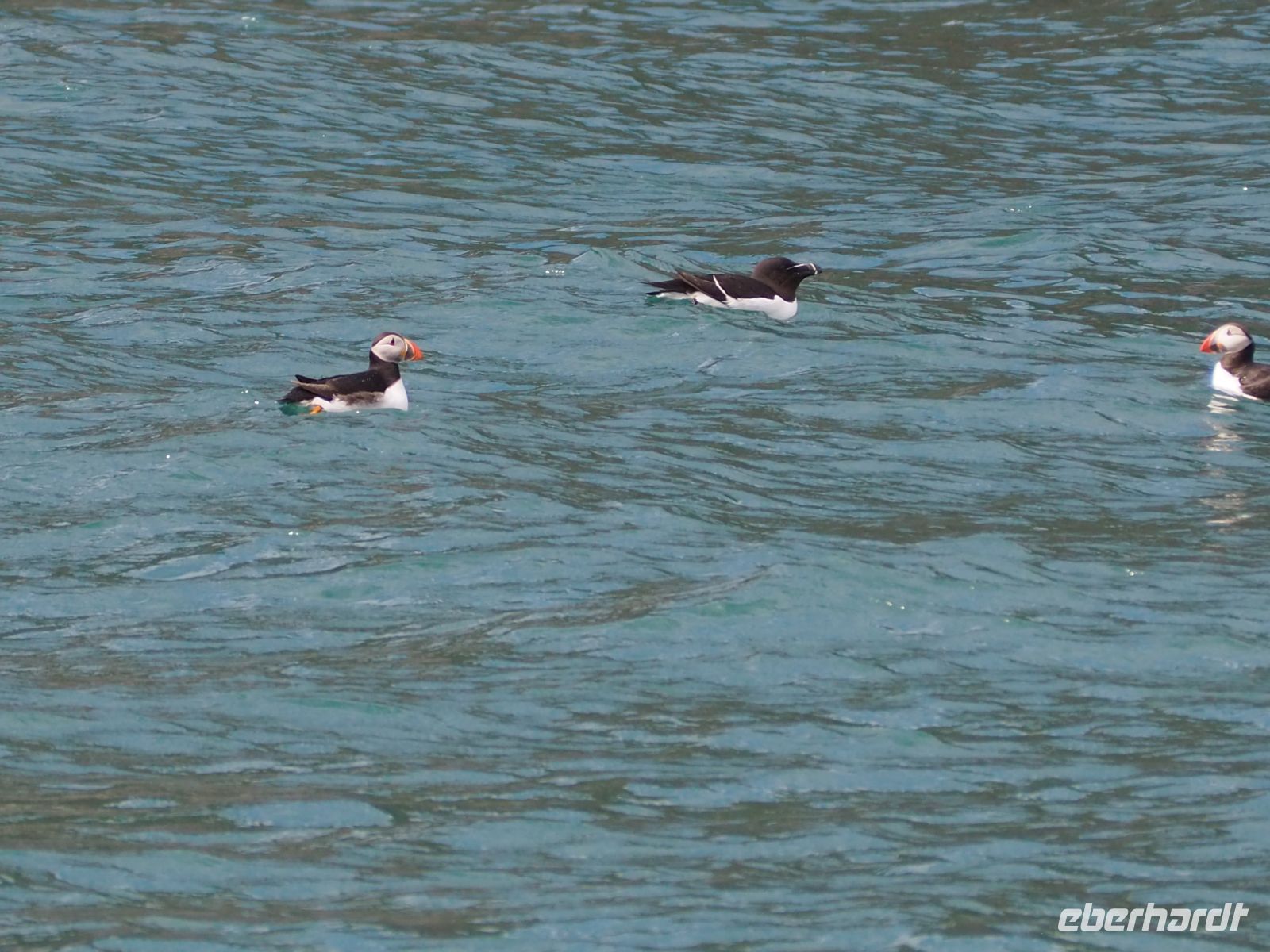 Skomer Island: Papageientaucher und Tordalken
