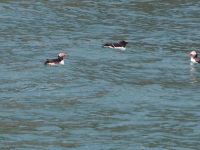 Skomer Island: Papageientaucher und Tordalken