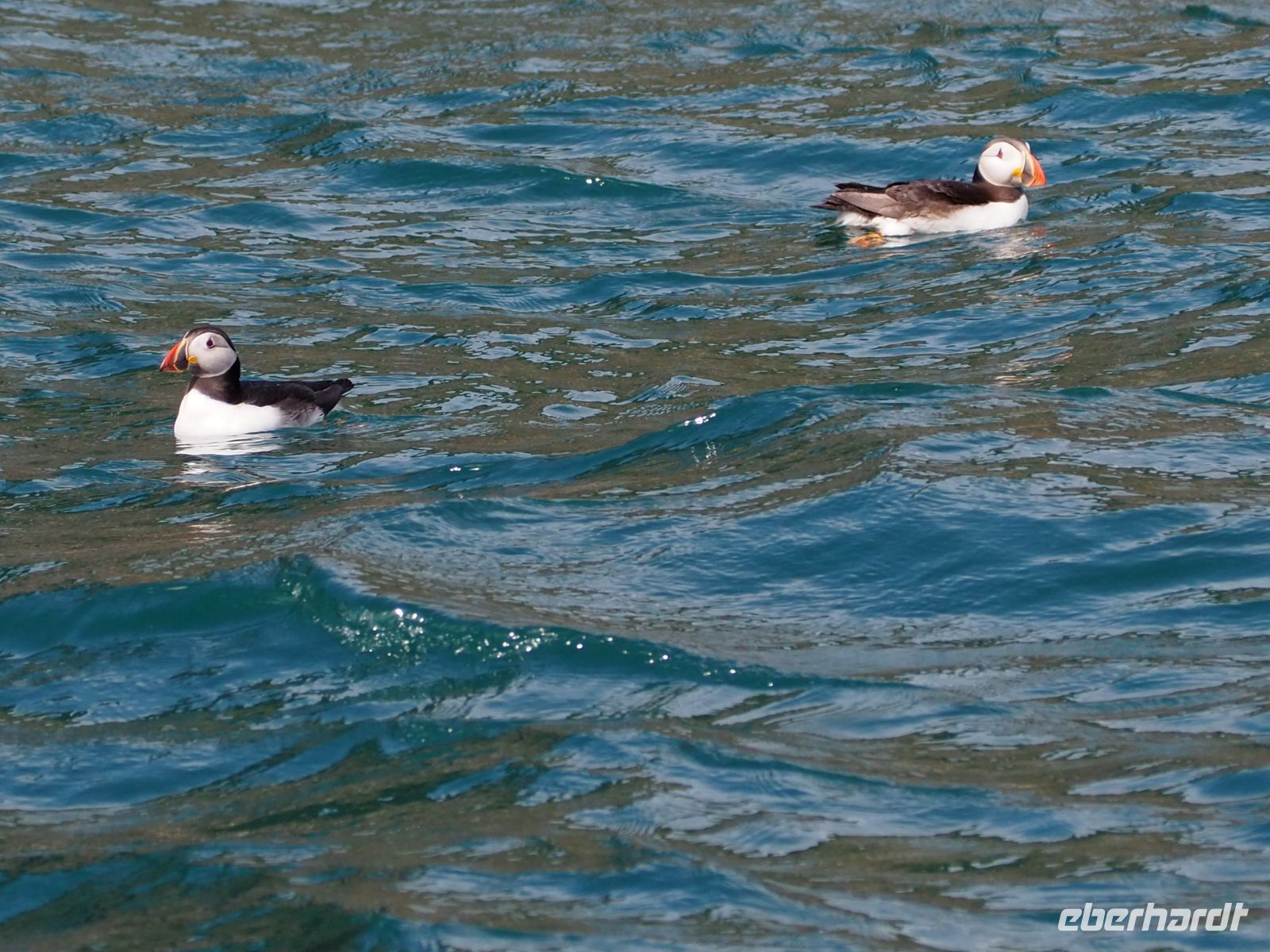 Skomer Island: Papageientaucher 