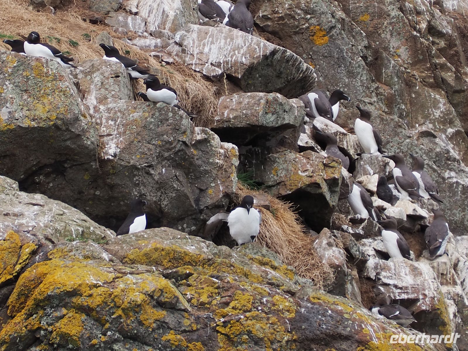 Skomer Island: Tordalken