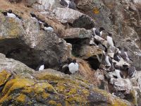 Skomer Island: Tordalken