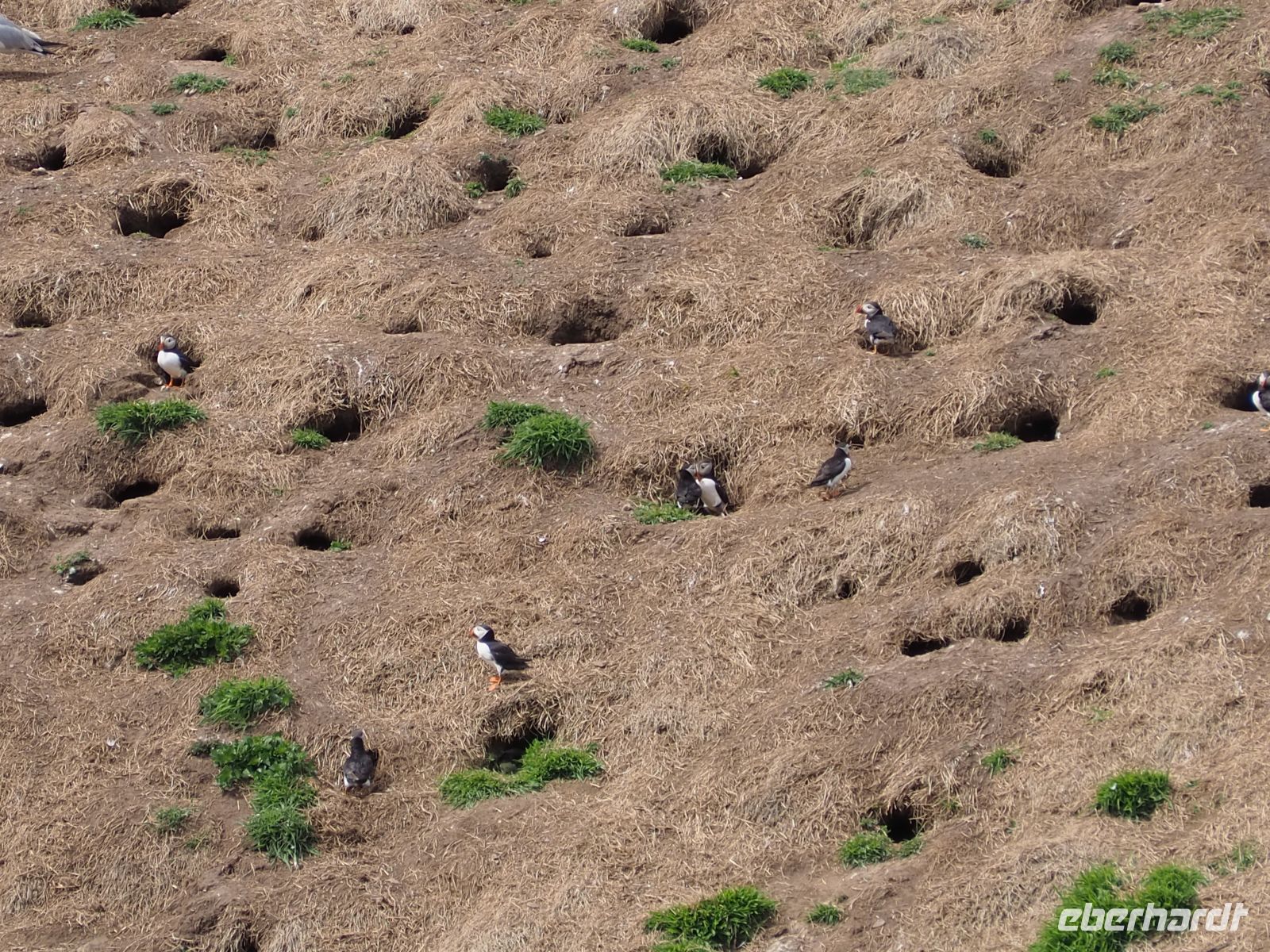 Skomer Island: Papageientaucher
