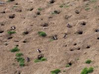 Skomer Island: Papageientaucher