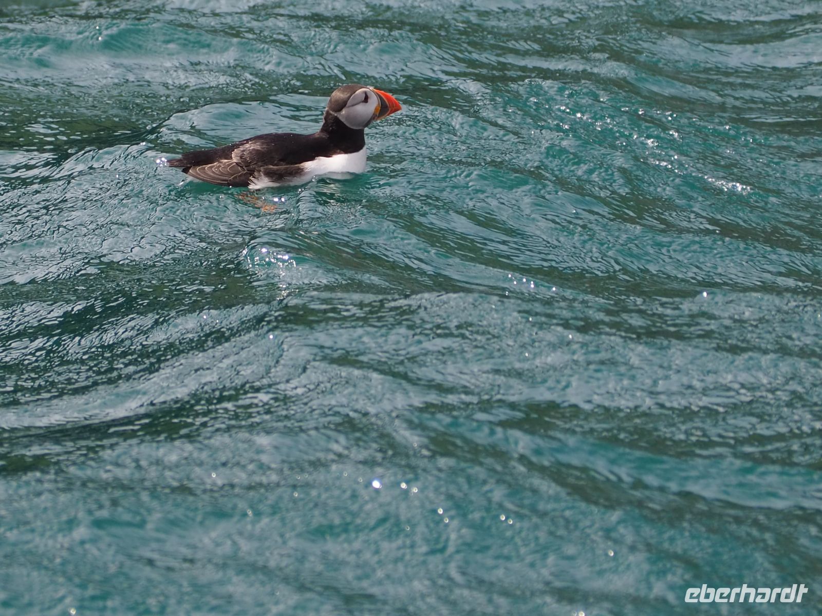 Skomer Island: Papageientaucher 