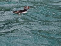 Skomer Island: Papageientaucher 