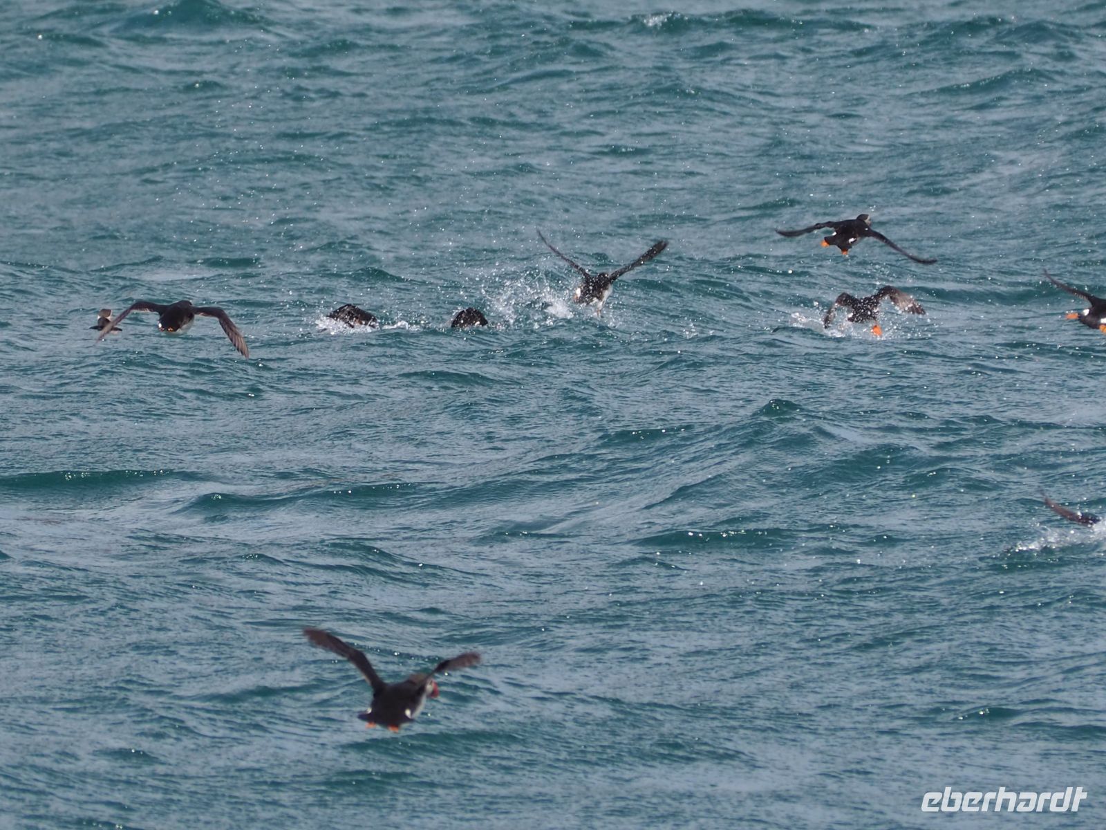 Skomer Island: Papageientaucher 