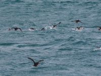 Skomer Island: Papageientaucher 