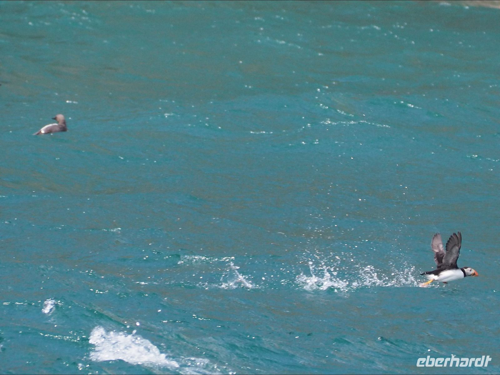 Skomer Island: Papageientaucher 