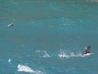 Skomer Island: Papageientaucher 