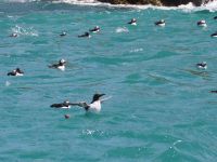 Papageientaucher und Lummen vor Skomer Island &ndash; &copy; Sinah Witzig (Eberhardt TRAVEL)