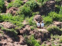 Papageientaucher auf Skomer Island &ndash; &copy; Sinah Witzig (Eberhardt TRAVEL)