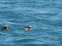 Papageientaucher vor Skomer Island &ndash; &copy; Sinah Witzig (Eberhardt TRAVEL)