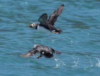 Papageientaucher vor Skomer Island &ndash; &copy; Sinah Witzig (Eberhardt TRAVEL)
