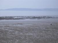 Swansea - Auf der Suche nach Herzmuscheln