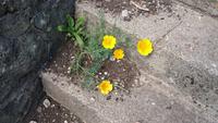 Blumen finden einen Weg, auch an den Mauern von Pembroke Castle
