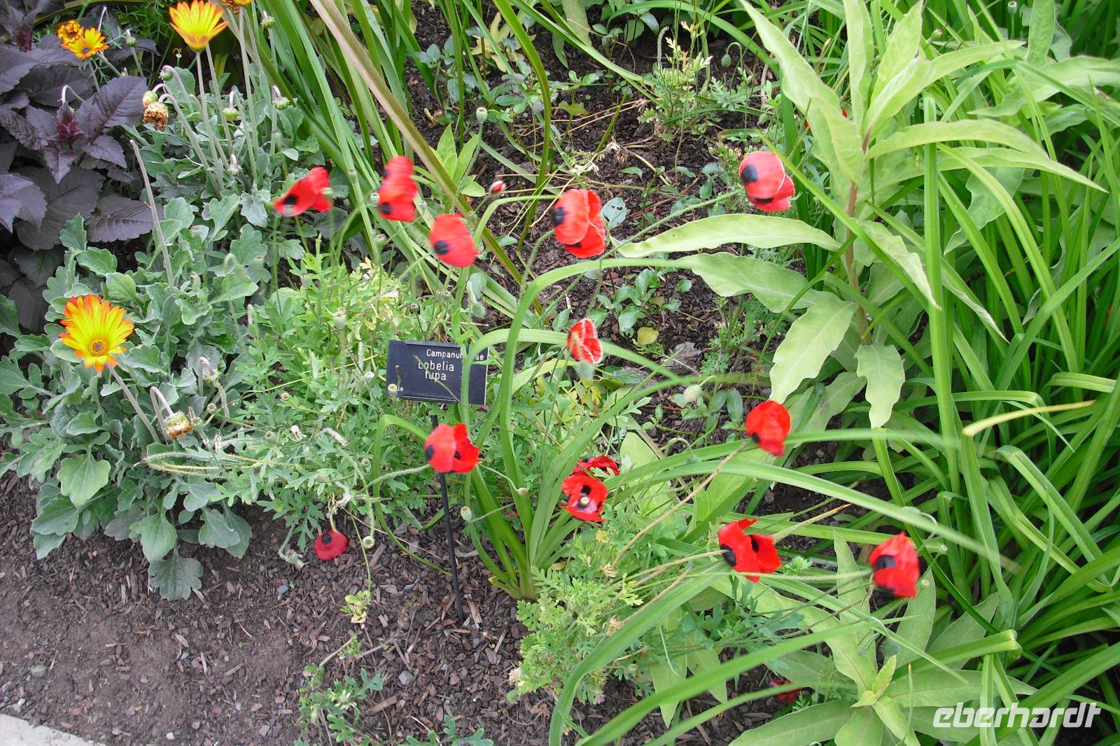 Bodnant Garden