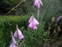 Bodnant Garden