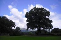 Bodnant Garden