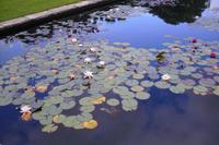 Bodnant Garden