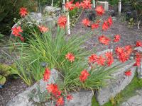 Bodnant Garden
