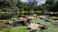 Bodnant Gardens