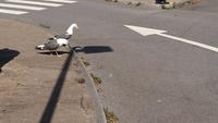 Freche Möwen in Swansea