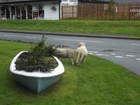 Schafe mitten in Llanberis