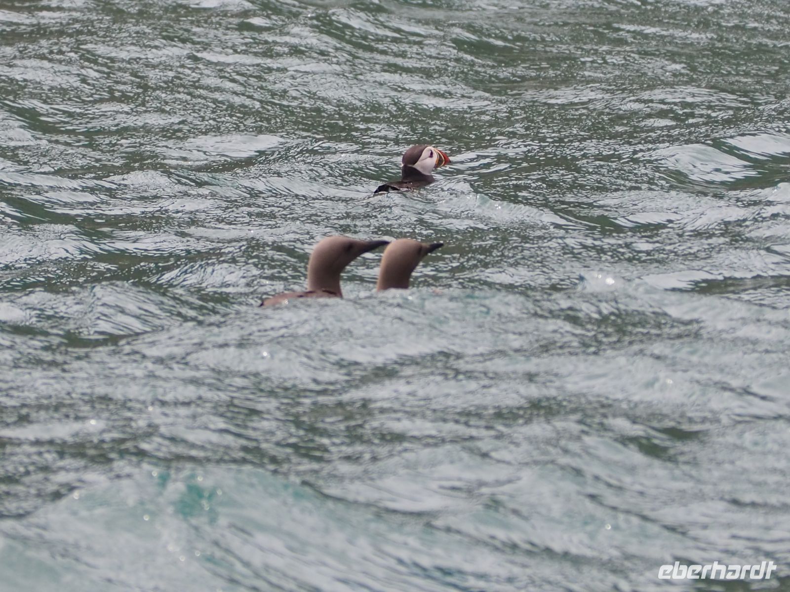 Skomer Island: Papageientaucher und Trottellummen