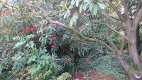 Urwchsig ist es auch im Bodnant Garden