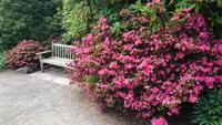 Verschwiegene Orte im Bodnant Garden