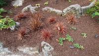 Viele Pflanzen im Bodnant Garden