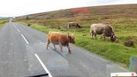 016_Dartmoor