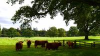 075 Glamis Castle, Galloway´s