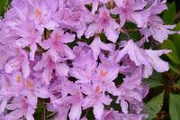 0775 Isle of Skye, Armadale Castle & Garden