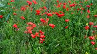 079 Stonehenge, Mohn